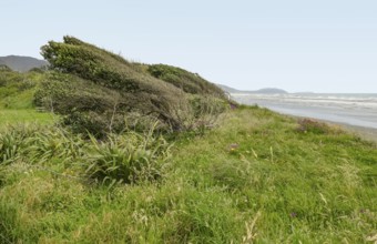 Scenery at the Whareroa beach at Queen Elizabeth park in New Zealand