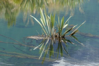 Natural vegetation scenery around Mirror Lake in New Zealand