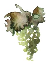 Watercolor illustration of a green wine grape with leaves in white back