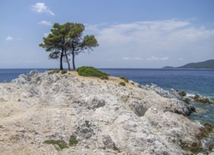 Trees at Amarantos rocks at Skopelos island at the Sporades in Greece
