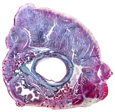 Full frame microscopic shot showing the neck organs from a rat