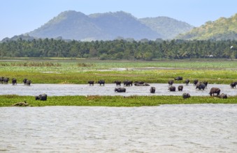 Natural waterside scenery including some cattle seen in Sri Lanka