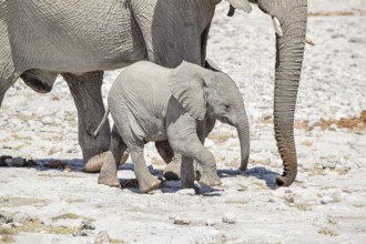 Sunny arid savannah scenery including a african bush elephants cub near his mother seen in Namibia