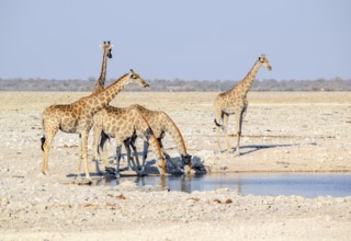 Sunny savannah scenery including a group of giraffes at a waterhole in Namibia