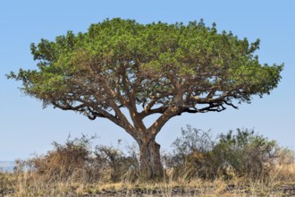 Sunny illuminated big tree seen in Uganda