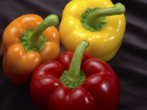 Fresh red, orange and yellow bell peppers in dark back