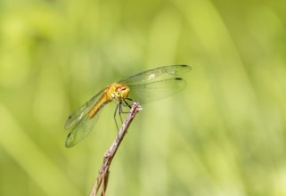 Sunny illuminated resting dragonfly in green blurry ambiance