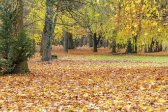 Idylic colorful outdoor scenery in a park at autumn time