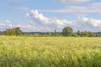 Rural agricultural scenery in Hohenlohe, a area in Southern Germany
