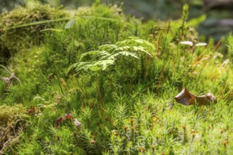 Low angle macro shot showing moss plants and other ground cover vegetation
