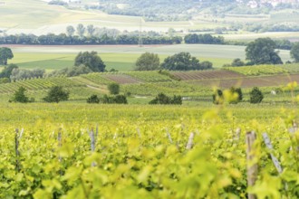 Winegrowing scenery around Loerzweiler in the Rhineland-Palatinate in Germany at spring time
