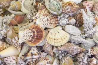 Full frame high angle shot showing lots of seashells