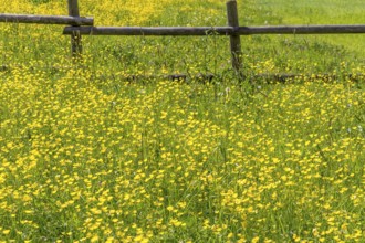 Sunny rural scenery around a meadow at spring time