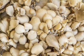 Full frame background showing lots of edible mushrooms