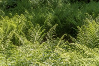Lots of sunny illuminated fern plants in a forest in Southern Germany