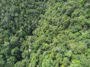 High angle jungle detail at Langkawi island in Malaysia