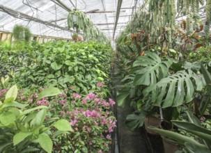 Indoor scenery in a greenhouse with dense vegetation