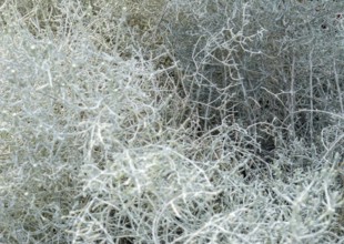 Full frama abstract light grey vegetation closeup
