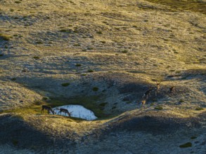 Reindeer, reindeer herd, walking, volcanic landscape, evening light, summer, south-east Iceland,