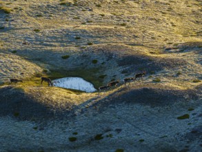 Reindeer, reindeer herd, walking, volcanic landscape, evening light, summer, south-east Iceland,