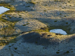 Reindeer, reindeer herd, walking, volcanic landscape, evening light, summer, south-east Iceland,
