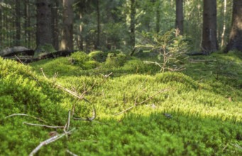 Sunny illuminated low angle forest scenery with moss and ground cover vegetation