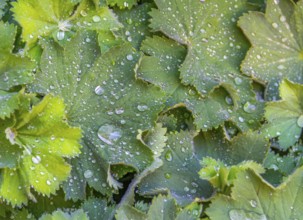Full frame wet green water repellent leaves