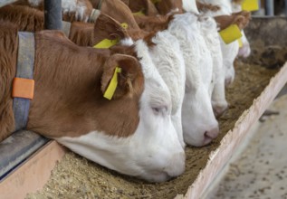 Some cattle at feed in a stable seen in Southern Germany