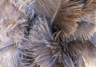 Full frame fluffy ostrich feather background