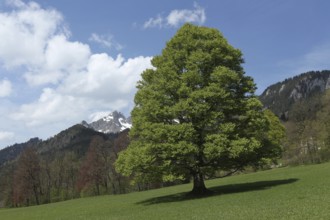 European beech (Fagus sylvatica) single tree, Upper Bavaria, Bavaria, Germany, Allgäu, Bavaria,