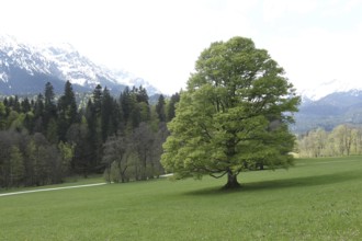 European beech (Fagus sylvatica) single tree, Upper Bavaria, Bavaria, Germany, Allgäu, Bavaria,