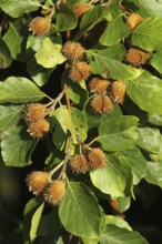European beech (Fagus sylvatica) beechnuts, ripe fruit on branch, Allgäu, Bavaria, Germany, Allgäu,