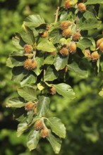 European beech (Fagus sylvatica) beechnuts, ripe fruit on branch, Allgäu, Bavaria, Germany, Allgäu,