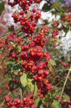 Common spindle bush (Euonymus europaeus) better known as peacock, ripe fruit on the bush, Allgäu,