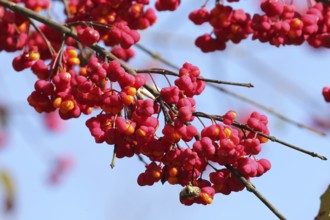 Common spindle bush (Euonymus europaeus) better known as peacock, ripe fruit on the bush, Allgäu,