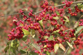Common spindle bush (Euonymus europaeus) better known as peacock, ripe fruit on the bush, Allgäu,