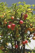 Plum tree (Prunus domesticus) potted plant in the garden, red, ripe fruit, Allgäu, Bavaria,