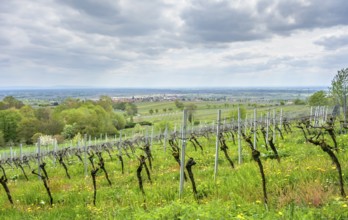 Scenery around Sankt Martin, a municipality in the Southern Wine Route area in Rhineland-Palatinate