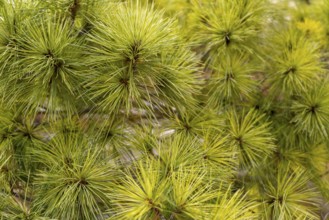 Closeup shot of a pine plant