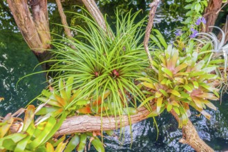 Vivid scenery including some bromeliad plants over water surface