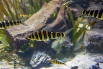 Underwater scenery showing some banded leporinus fishes in natural ambiance