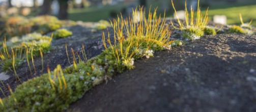 Outdoor shot showing a sunny moss closeuo