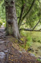 Waterside scenery around Gerardmer in France, a commune in the Vosges department in Grand Est in