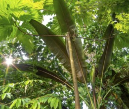 Sunny illuminated sapful green vegetation scenery
