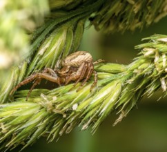 Macro shot of a crab spider lurking on grass ear