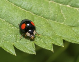 Macro shot showing a black asian ladybug with two red dots on a green stinging nettle leaf