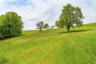 Idyllic rural scenery showing some fruit trees on a meadow in sunny ambiance at early summer time