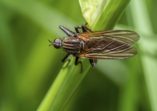 Diced Dance Fly on a grass stipe in green blurry natural ambiance