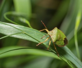 Green shield bug on a grass leaf in natural ambiance