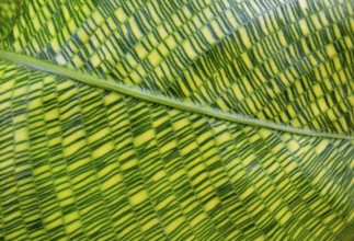 Closeup shot showing a green striped Calathea plant leaf